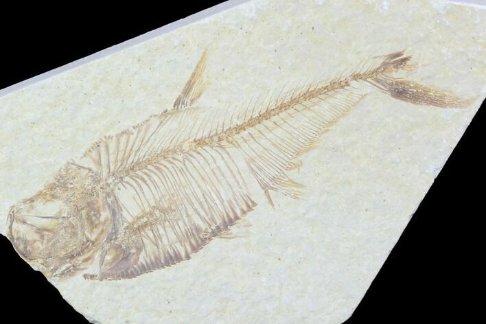 Bargain, Diplomystus Fossil Fish - Wyoming #101042
